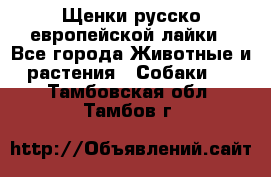 Щенки русско европейской лайки - Все города Животные и растения » Собаки   . Тамбовская обл.,Тамбов г.